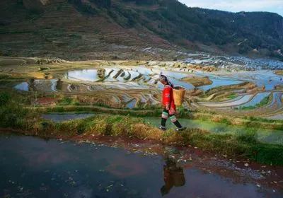 a person with a basket strapped to her back walks past terraced rice fields a person with a basket strapped to her back walks past terraced rice fields